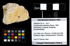 Foto (Objekt + Etiketten) von Goniodromites bidentatus (Reuss, 1858) 